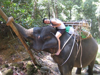 Elephant